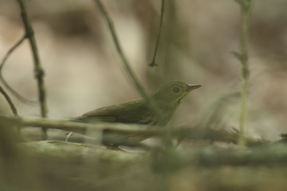 Ovenbird - ML638132445