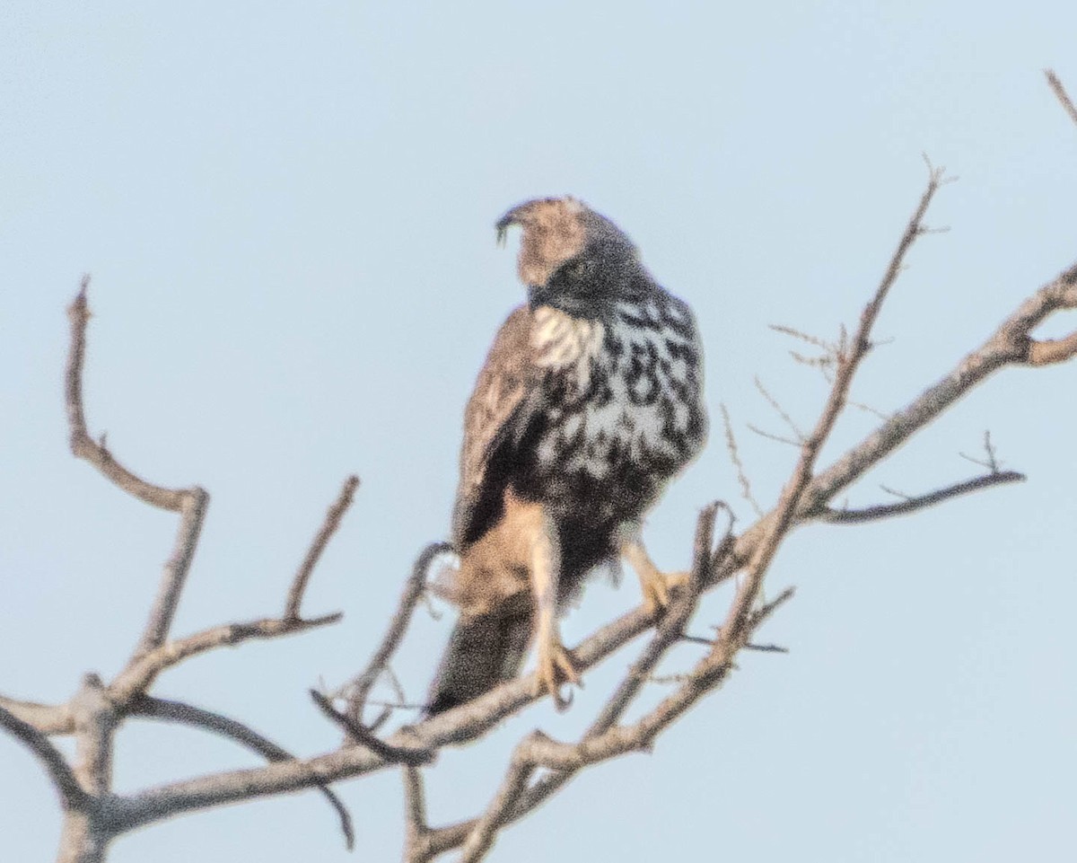 Changeable Hawk-Eagle (Crested) - ML638132457