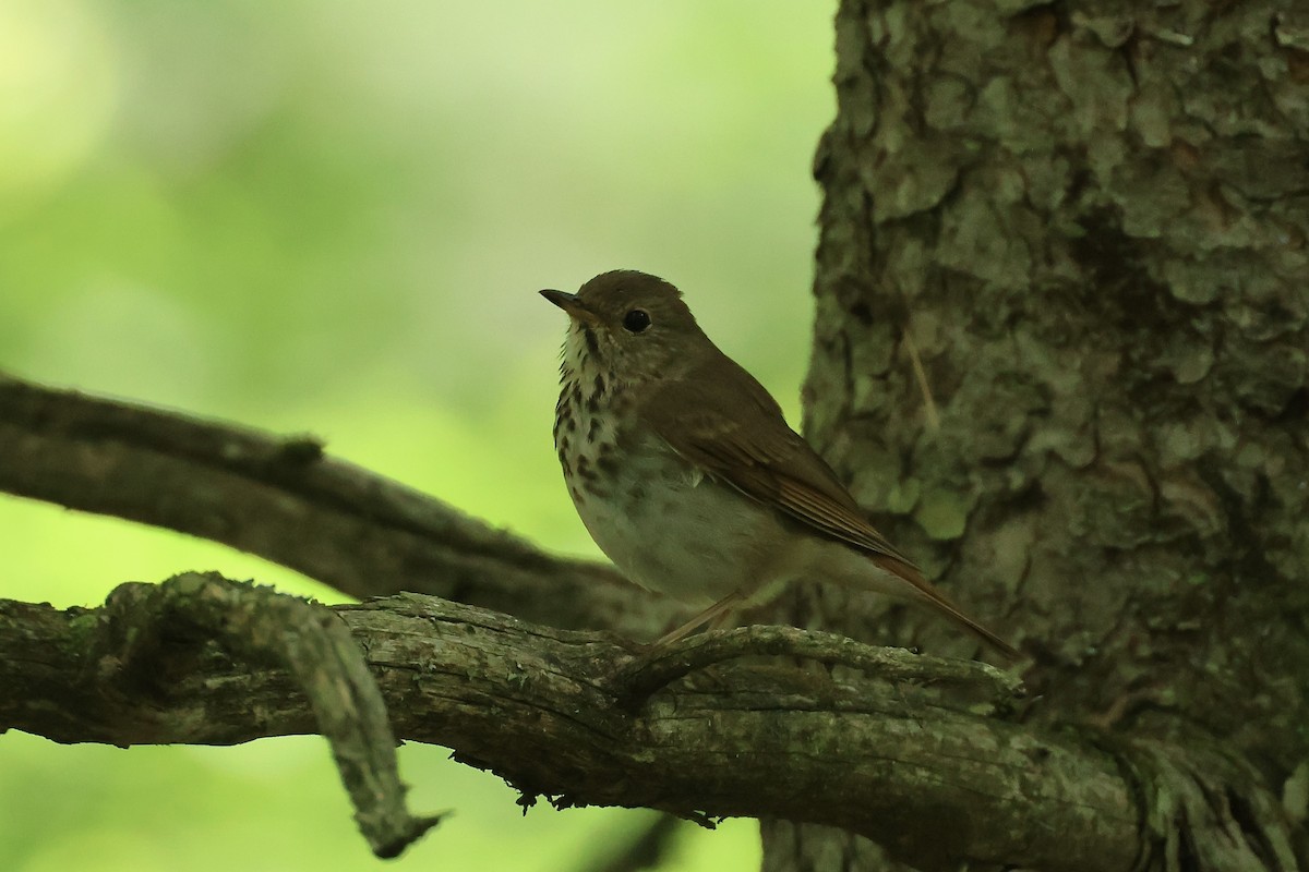 Hermit Thrush - ML638132458