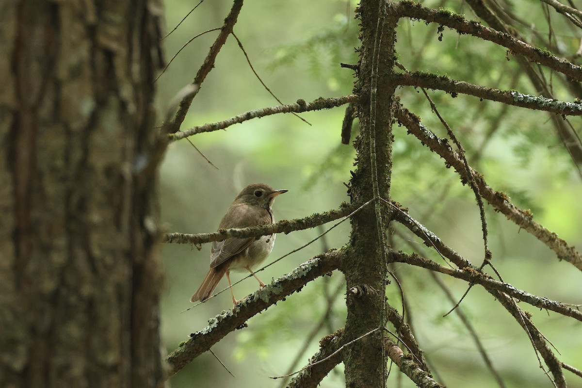 Hermit Thrush - ML638132459