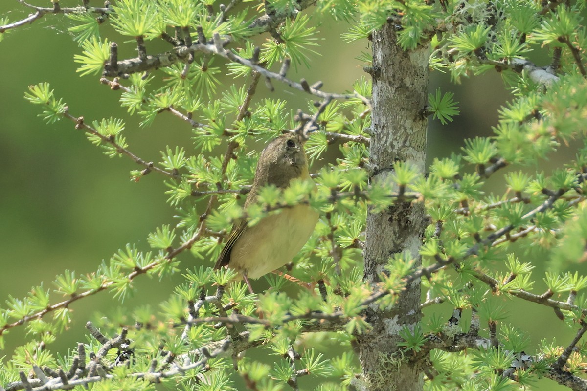 Common Yellowthroat - ML638132460
