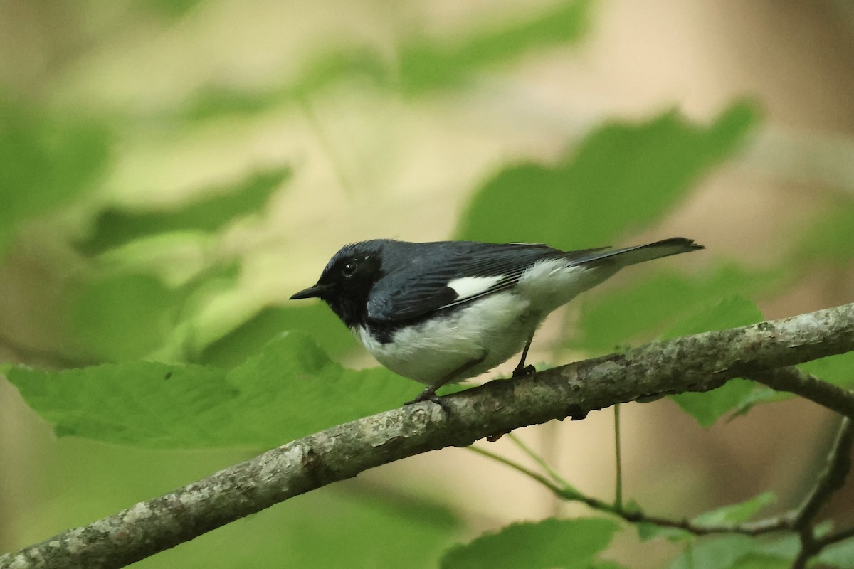 Black-throated Blue Warbler - ML638132463