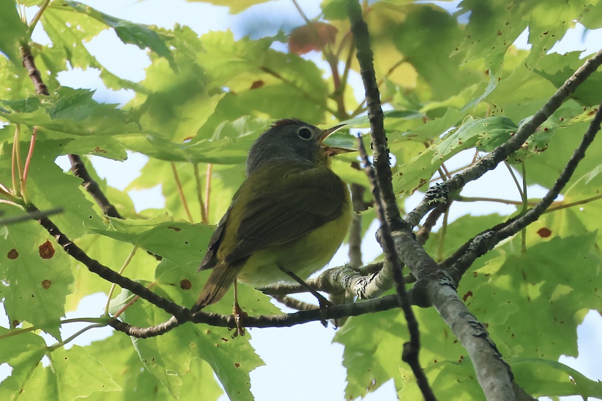 Nashville Warbler - ML638132464