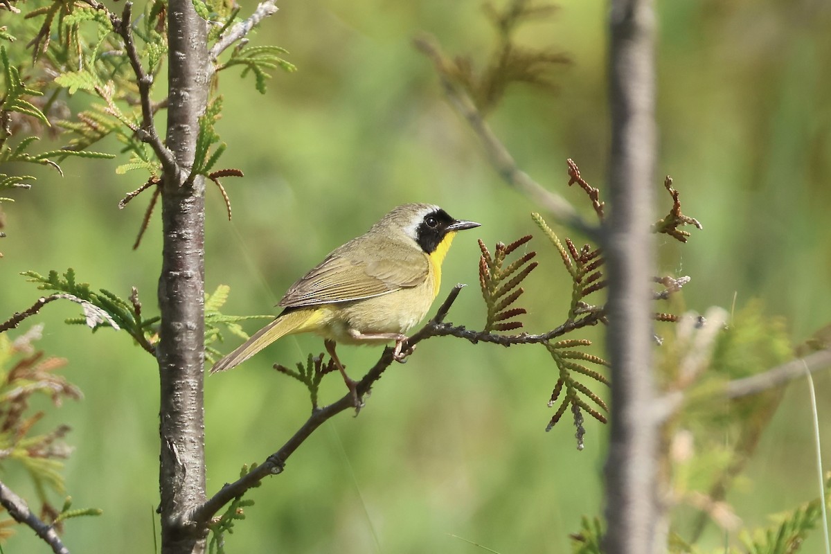 Common Yellowthroat - ML638132466