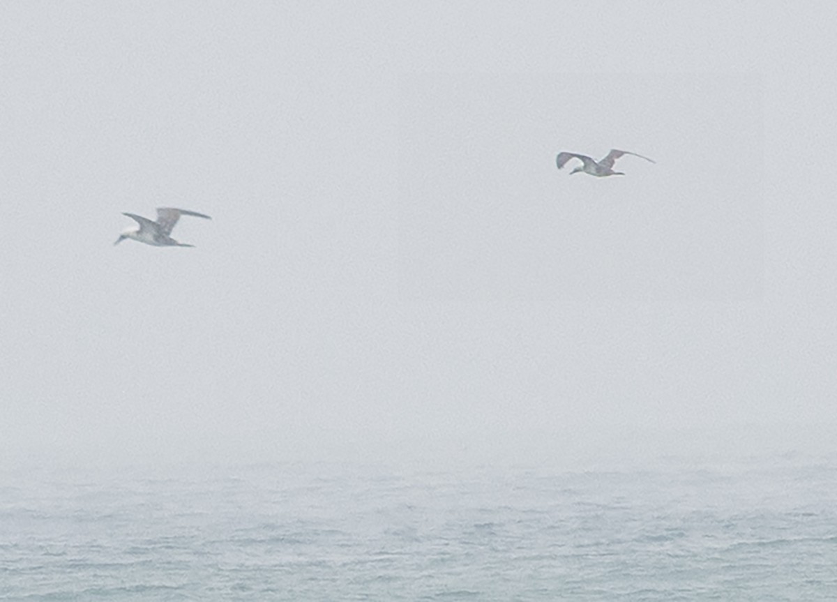 Peruvian Booby - ML638132478