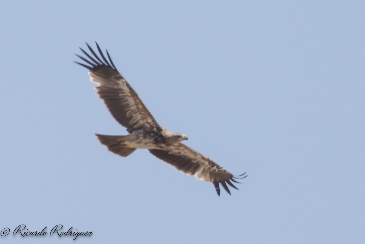 Spanish Eagle - ML638132494