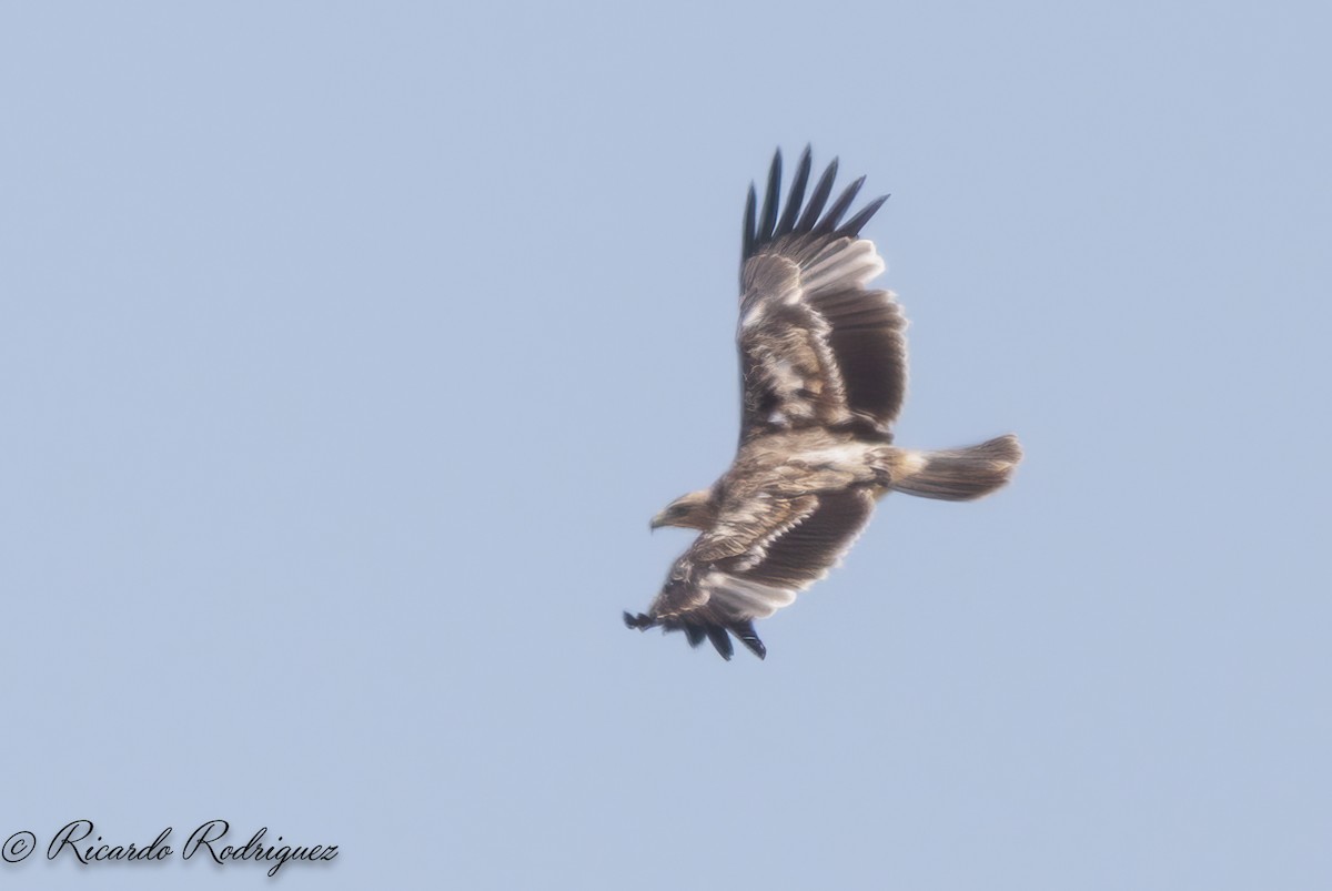 Spanish Eagle - ML638132495