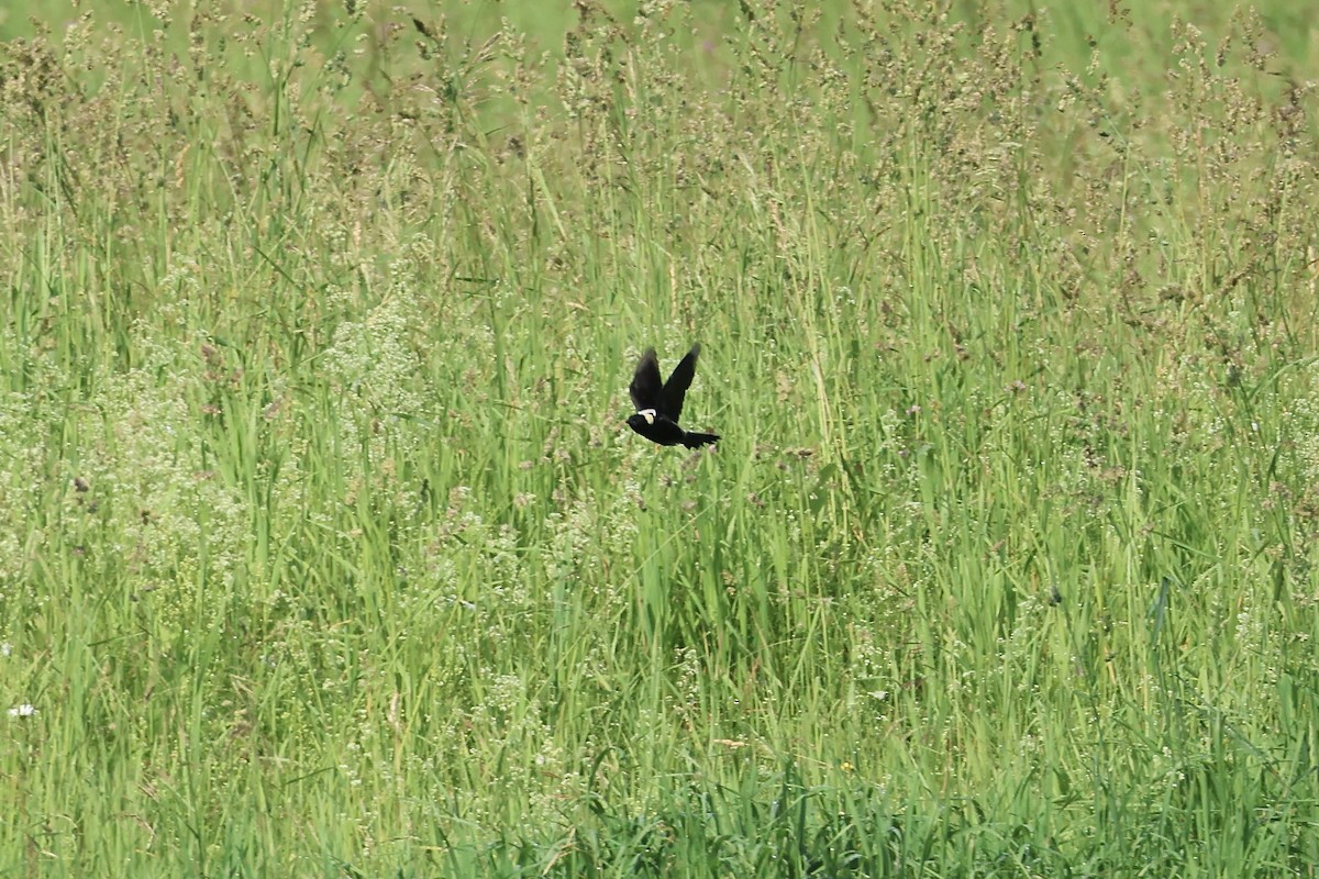 Bobolink - ML638132497