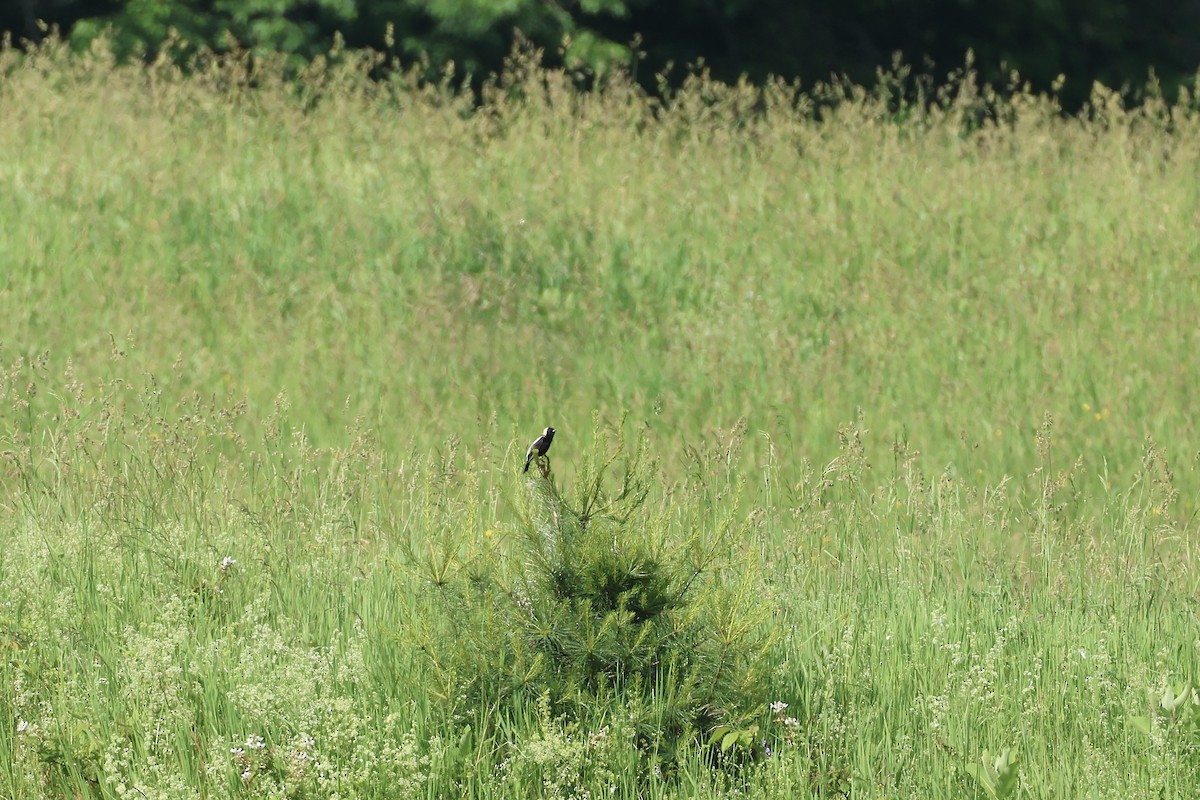 Bobolink - ML638132499
