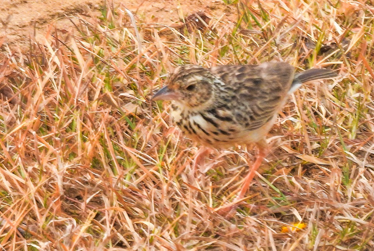 Jerdon's Bushlark - ML638132501
