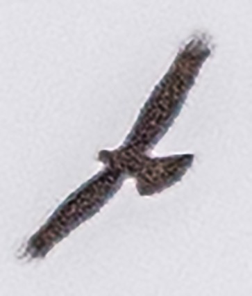 Mountain Caracara - ML638132505