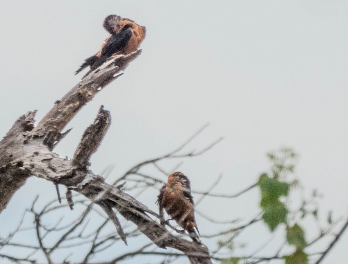 Sri Lanka Swallow - ML638132521