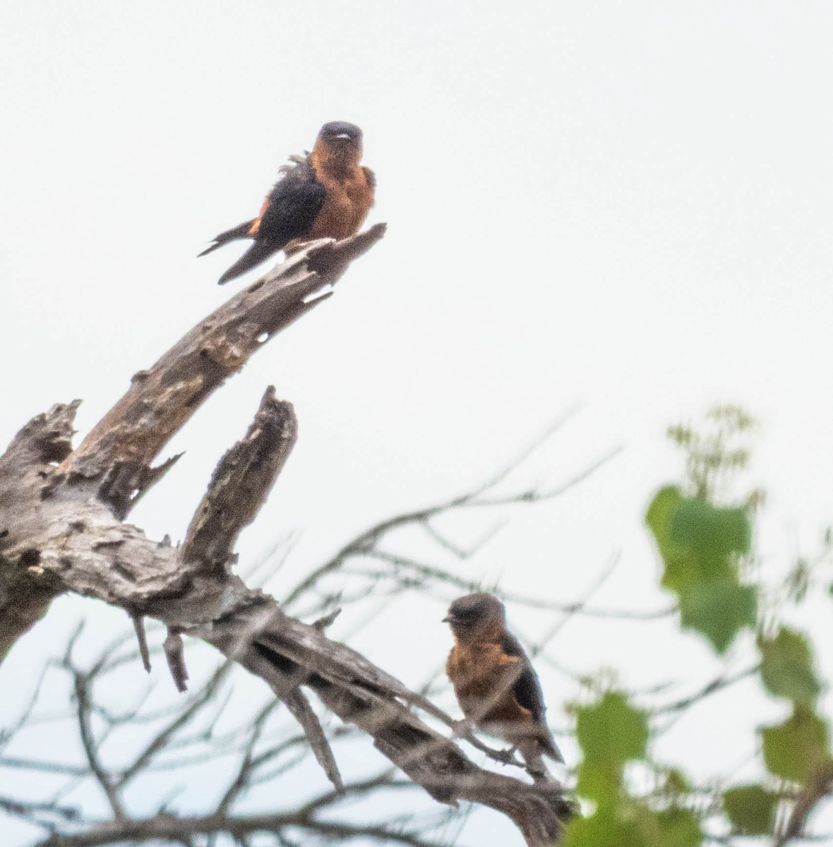 Sri Lanka Swallow - ML638132522