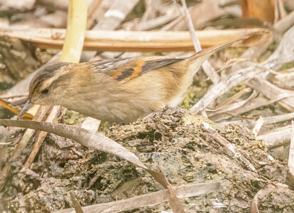 Wren-like Rushbird - ML638132531