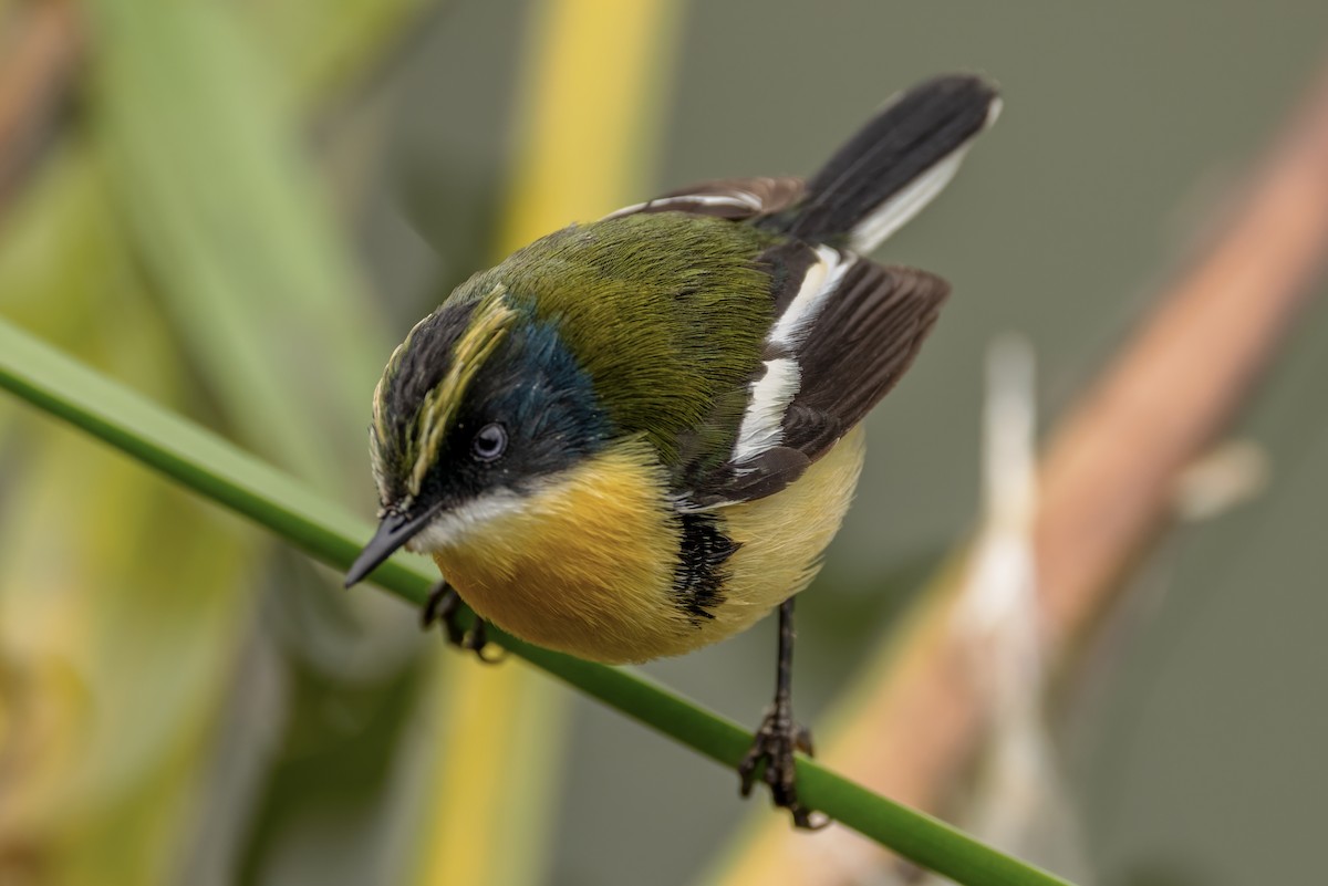 Many-colored Rush Tyrant - ML638132535