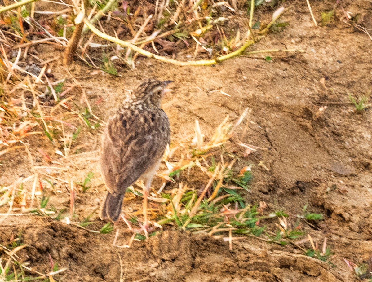 Jerdon's Bushlark - ML638132584