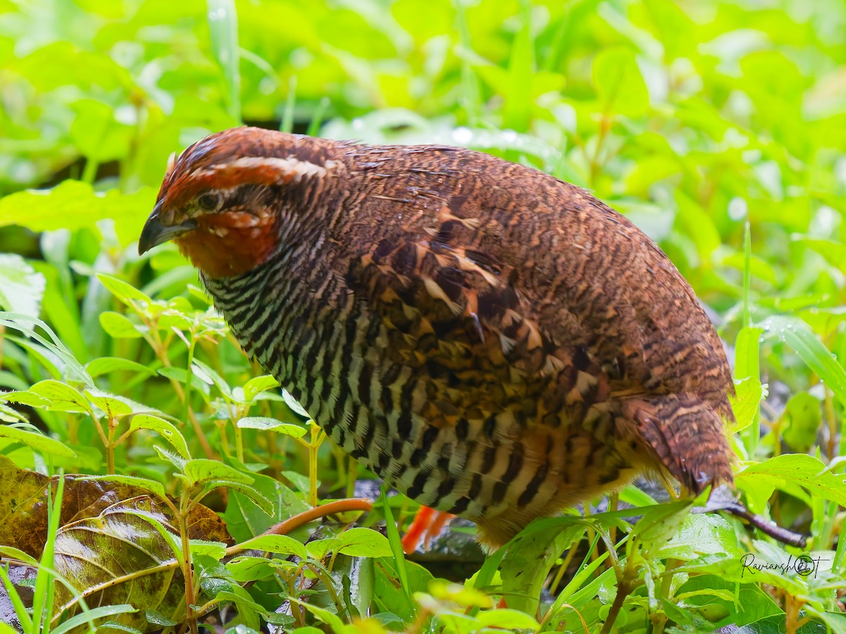 Jungle Bush-Quail - ML638132587