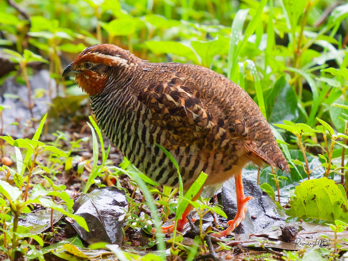 Jungle Bush-Quail - ML638132588