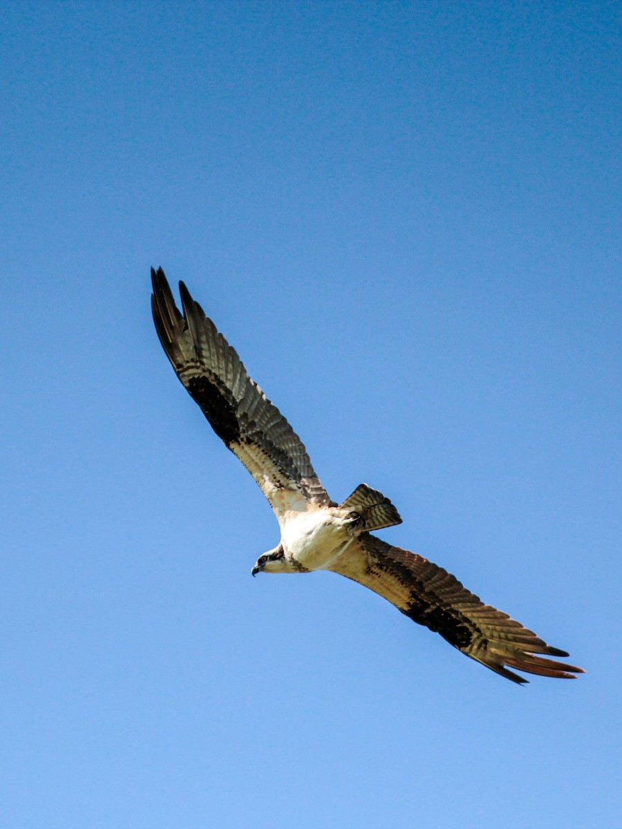 Osprey - ML638132592