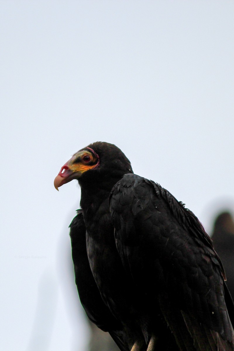Lesser Yellow-headed Vulture - ML638132610