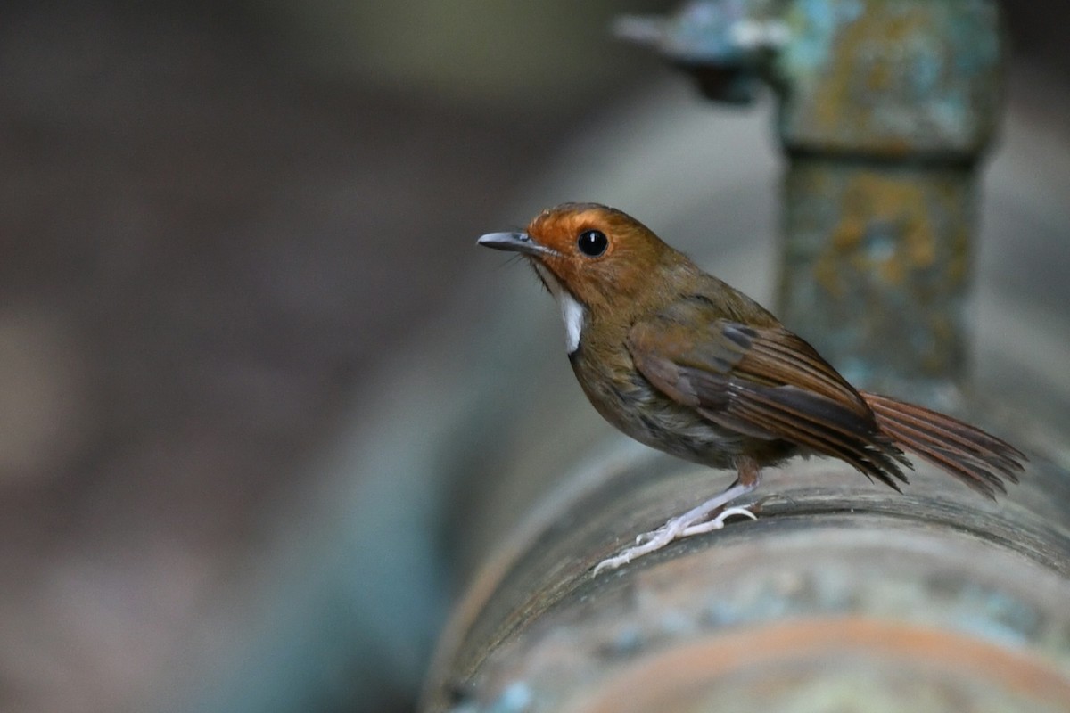 Rufous-browed Flycatcher - ML638132617