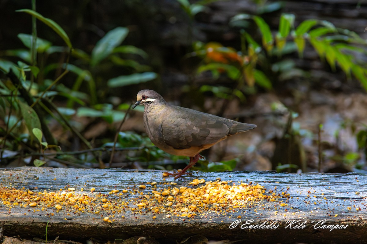 Olive-backed Quail-Dove - ML638132636