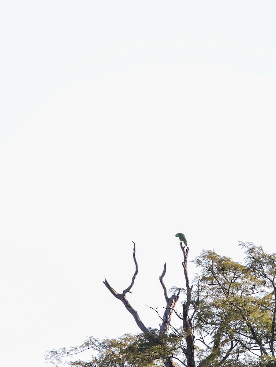 Turquoise-fronted Amazon - ML638132657