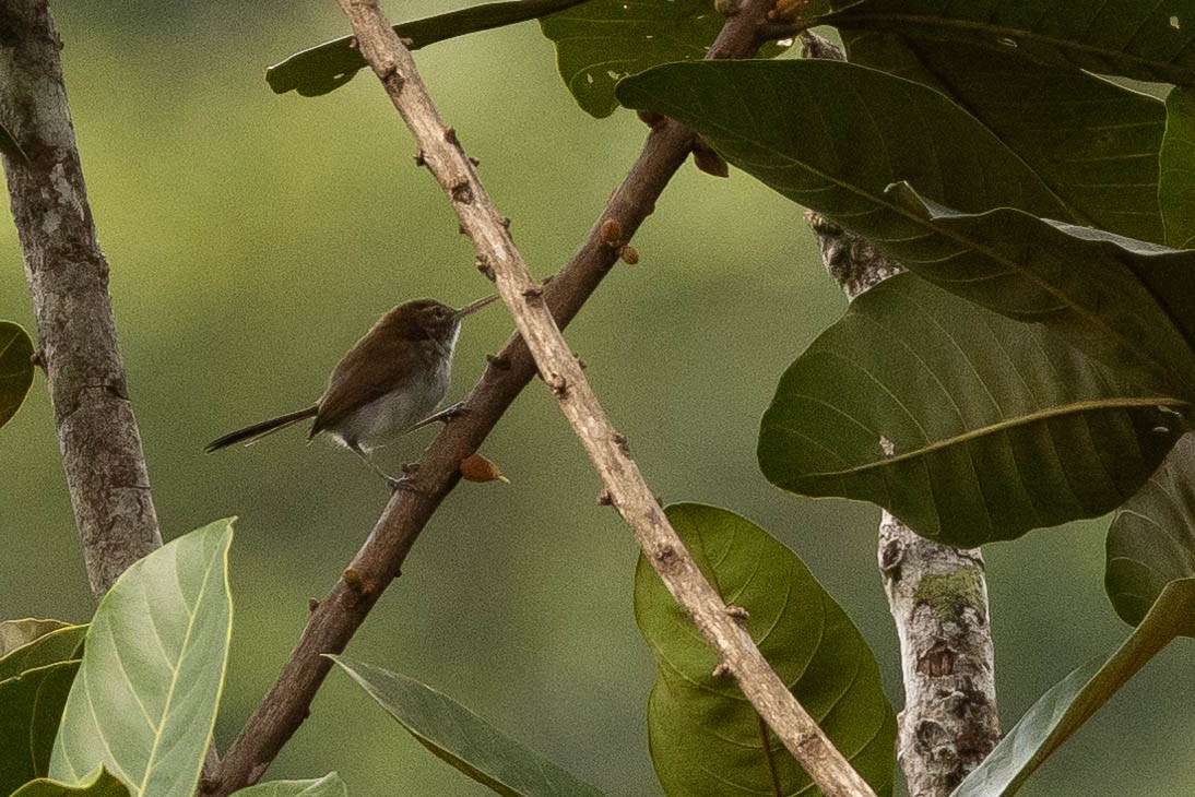 Long-billed Gnatwren - ML638132677