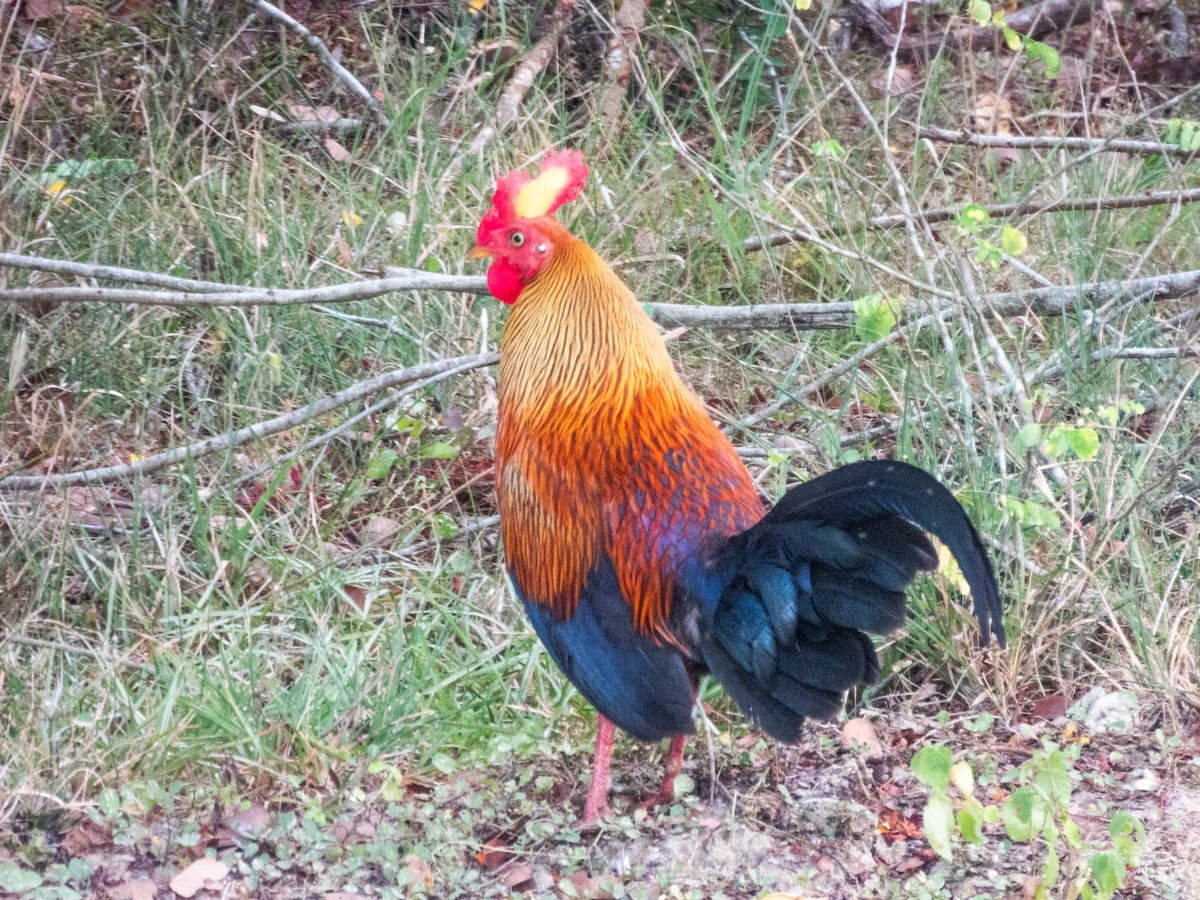 Sri Lanka Junglefowl - ML638132718