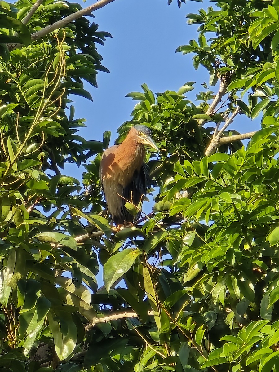 Green Heron - ML638132730