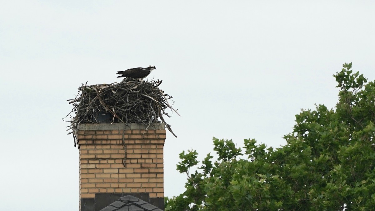 Osprey - ML638132735