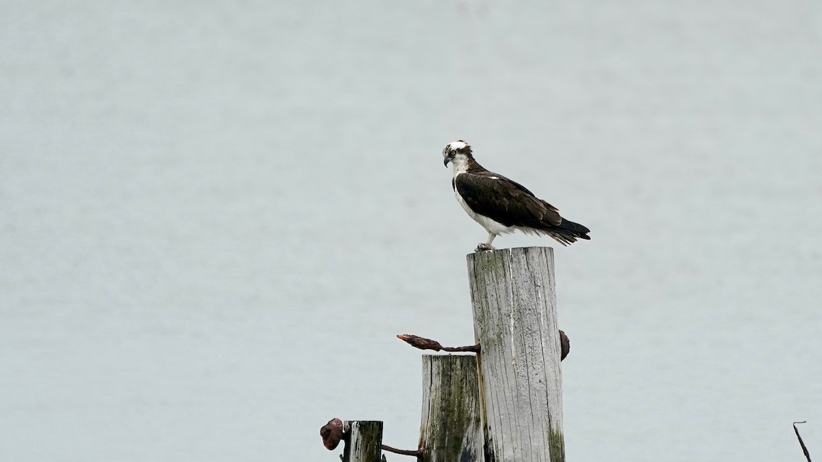 Osprey - ML638132736