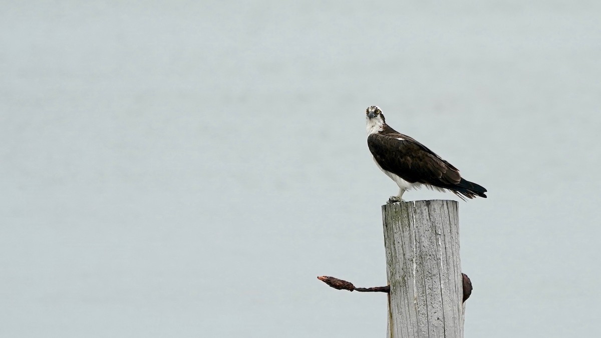 Osprey - ML638132737