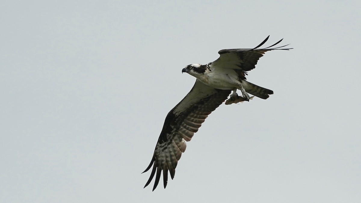 Osprey - ML638132739