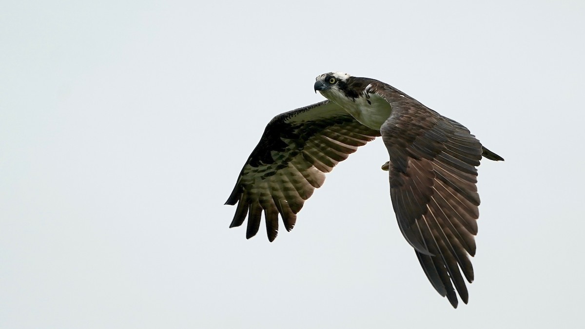 Osprey - ML638132741
