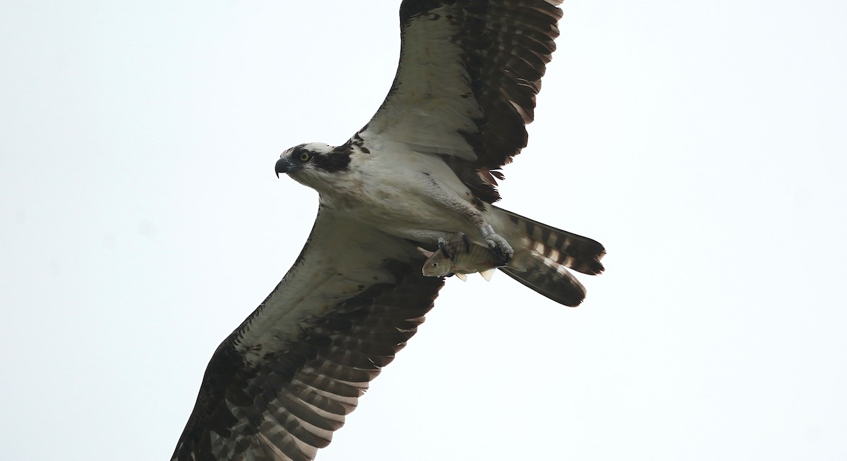 Osprey - ML638132742