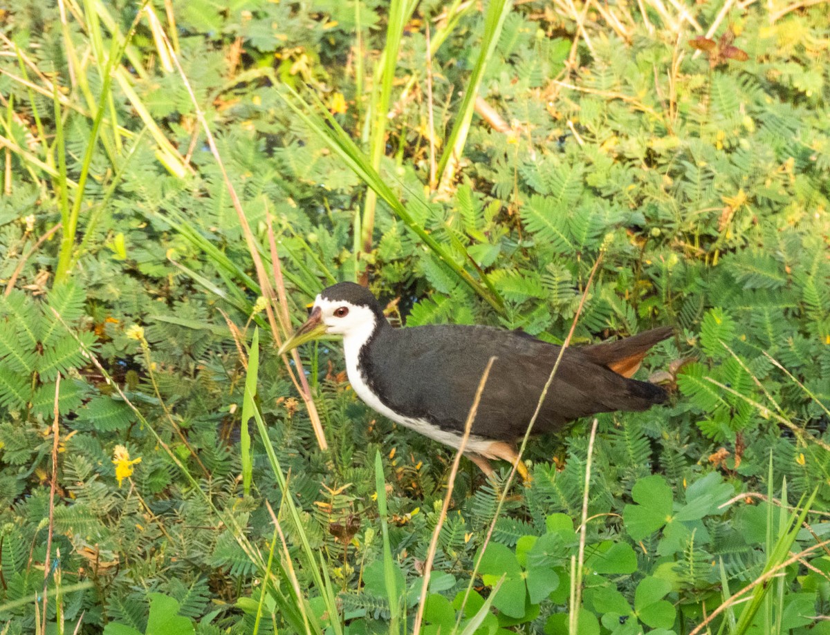 White-breasted Waterhen - ML638132743