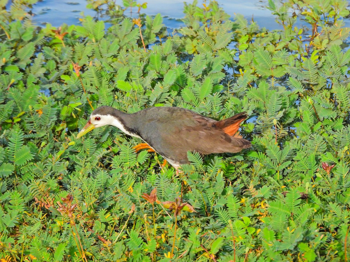 White-breasted Waterhen - ML638132744