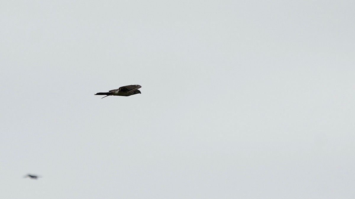 Cooper's Hawk - ML638132746