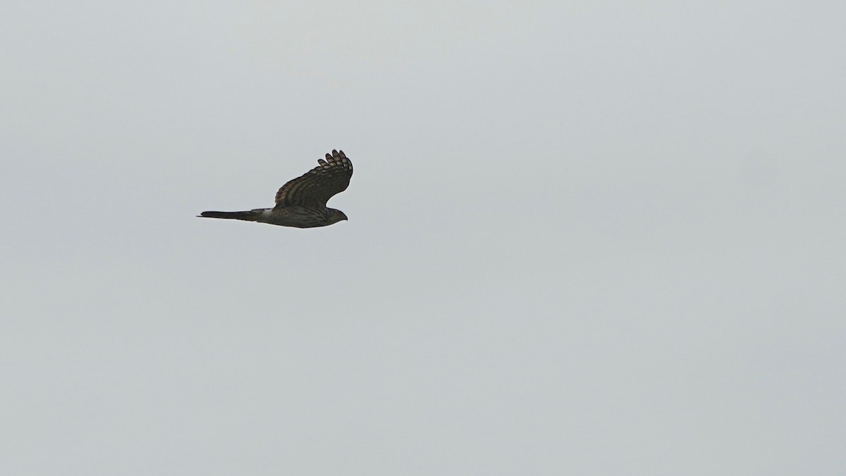 Cooper's Hawk - ML638132747