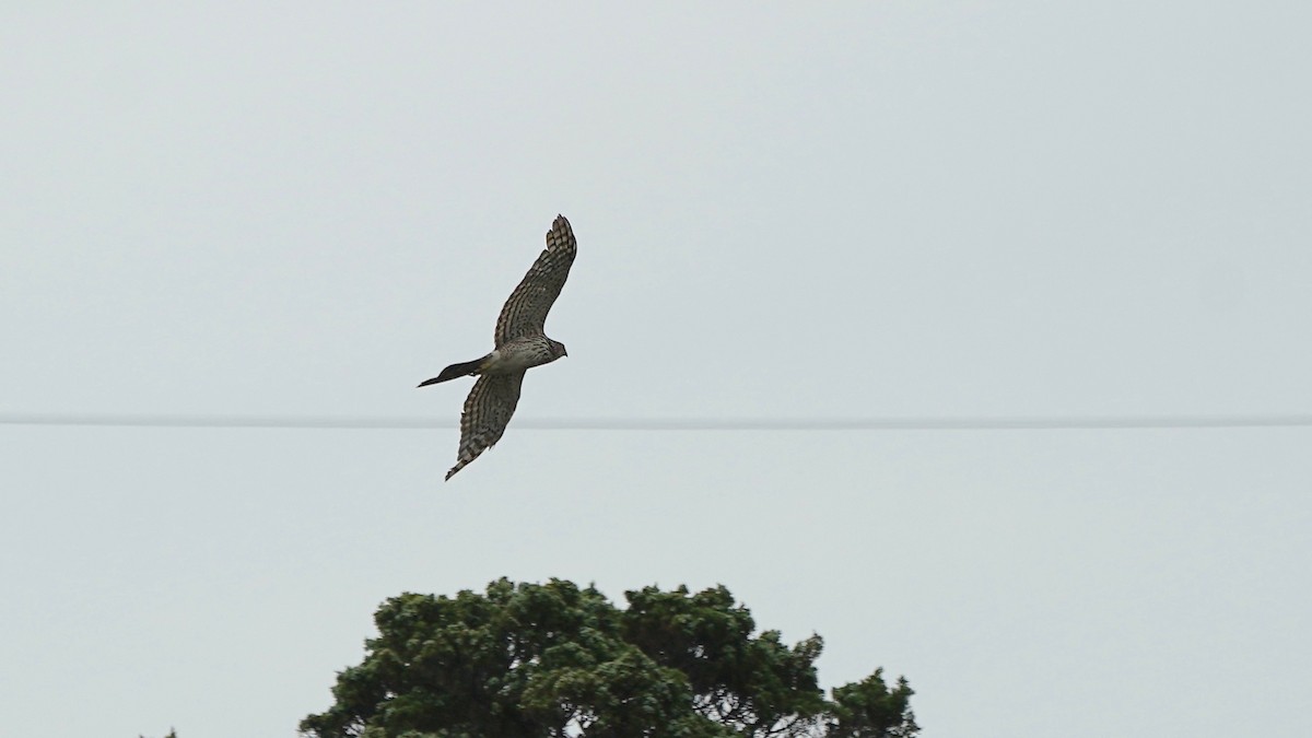 Cooper's Hawk - ML638132748