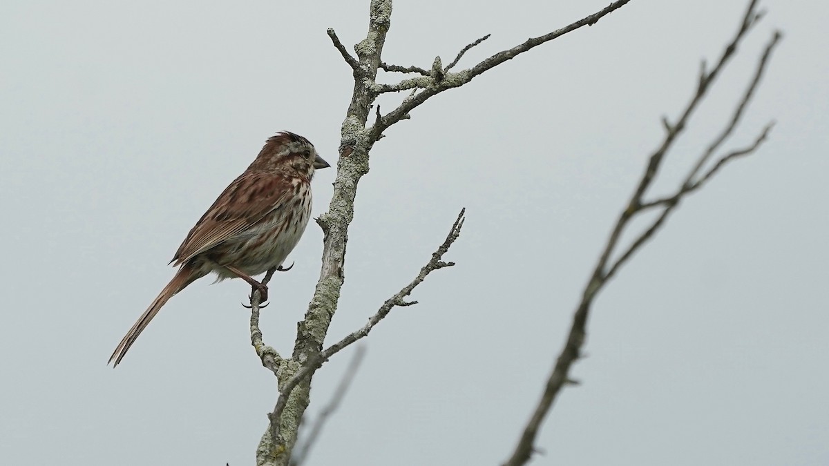 Song Sparrow - ML638132766