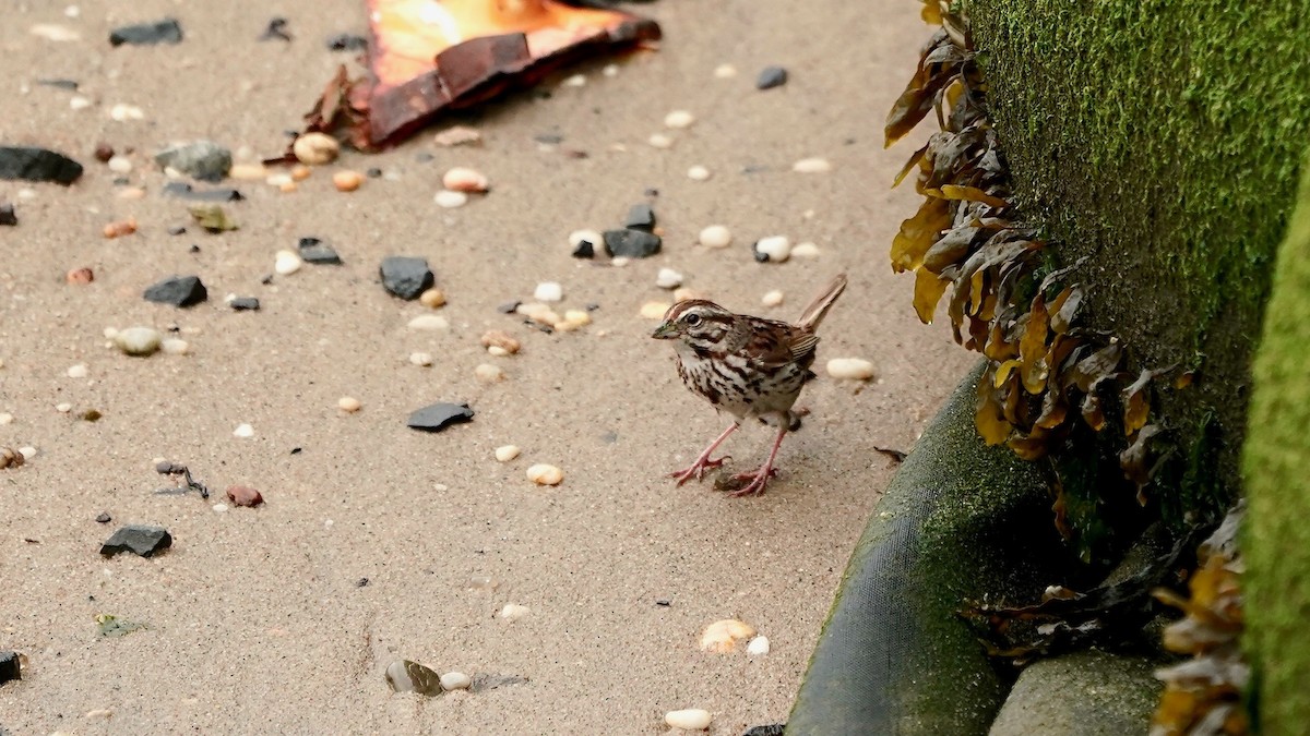 Song Sparrow - ML638132770
