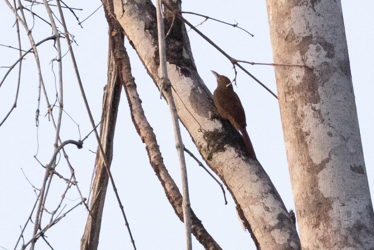 Cinnamon-throated Woodcreeper - ML638132771