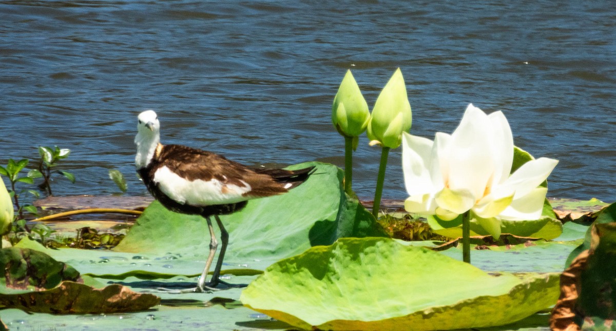 Pheasant-tailed Jacana - ML638132774