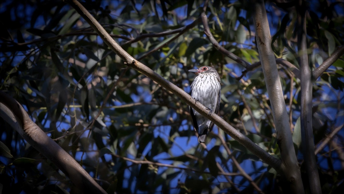 Black-tailed Tityra - ML638132803