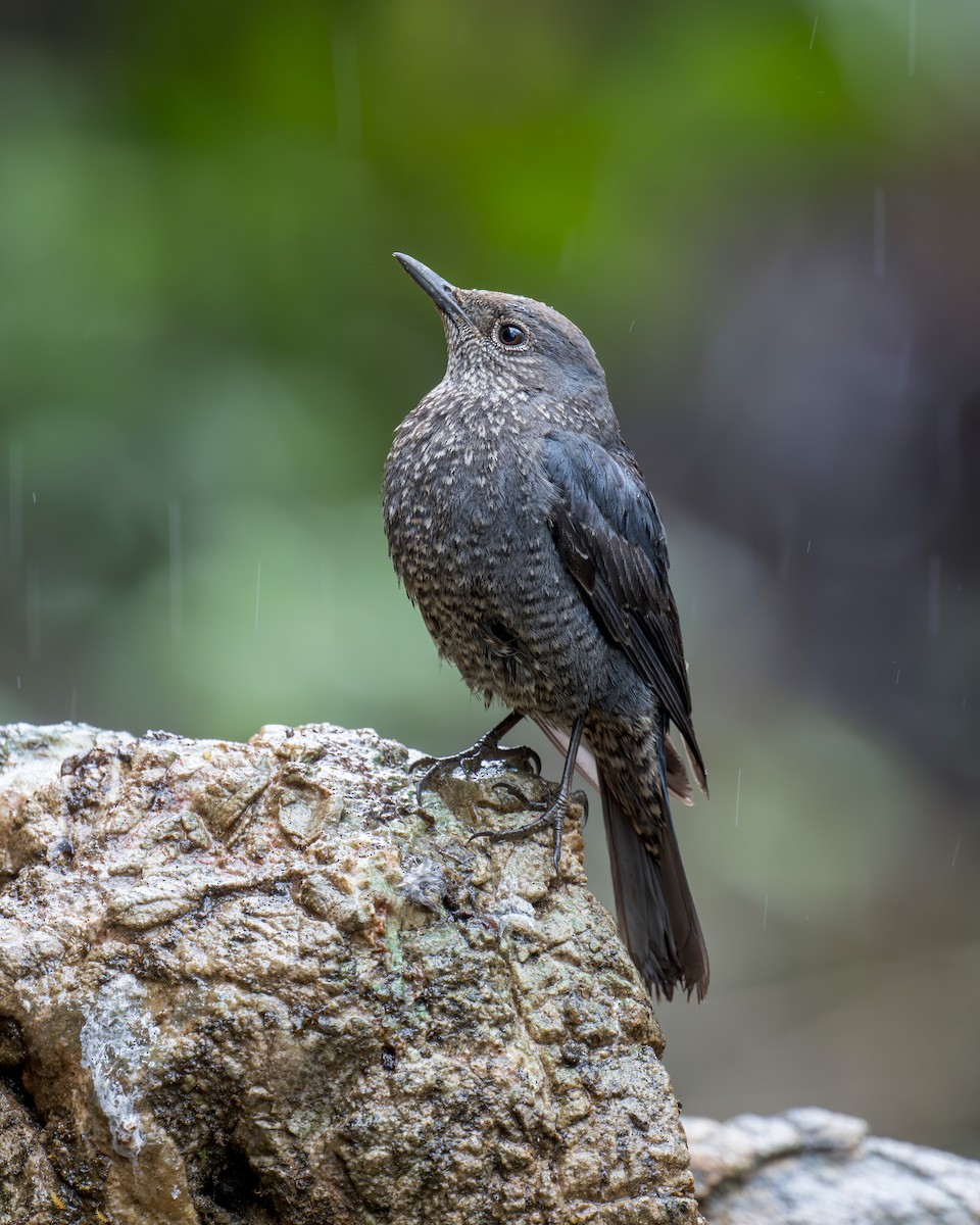 skalník modrý (ssp. pandoo) - ML638132807