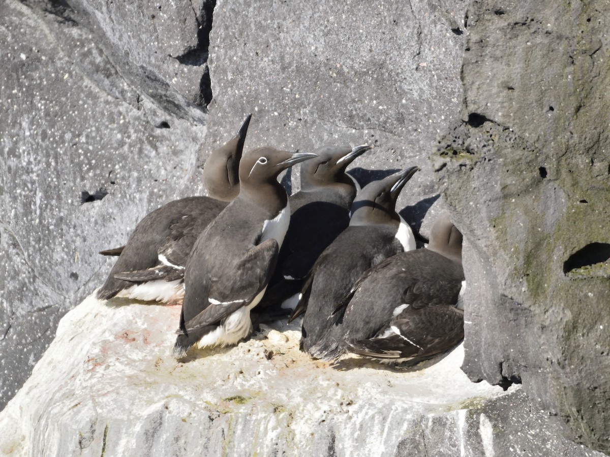 Thick-billed Murre - ML638132823