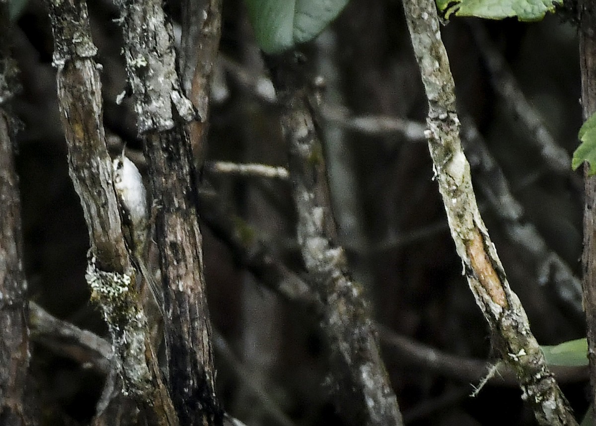 Rusty-flanked Treecreeper - ML638132845