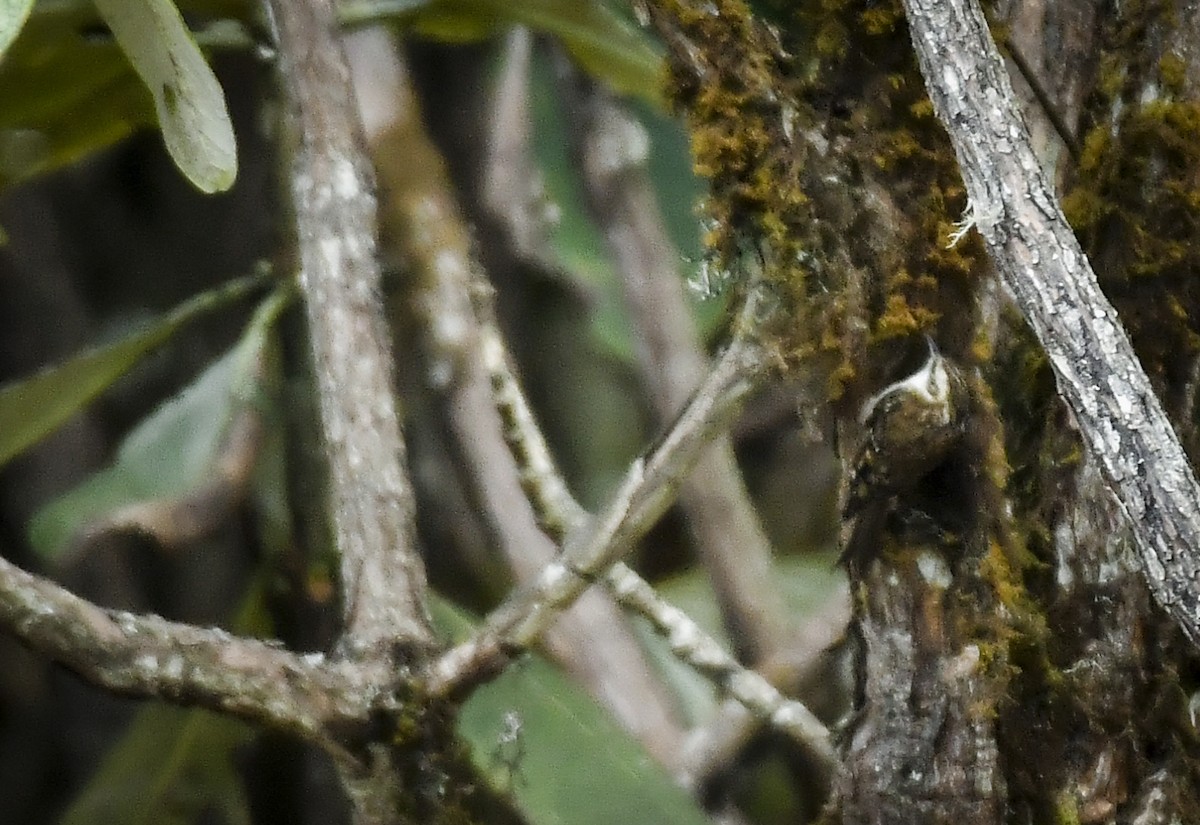 Rusty-flanked Treecreeper - ML638132846